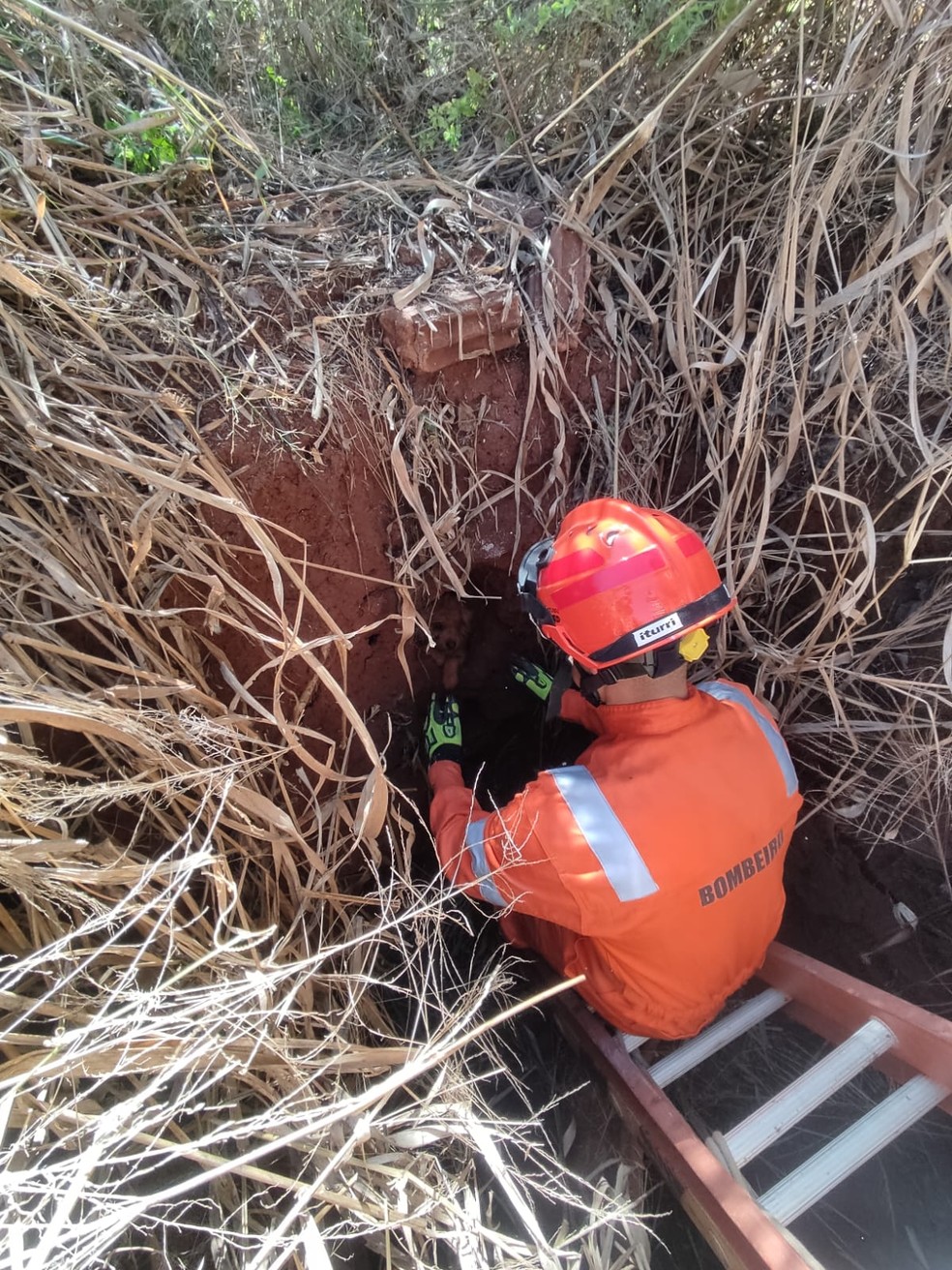 Foi preciso uma equipe formada por três homens para o resgate — Foto: Corpo de Bombeiros/Divulgação