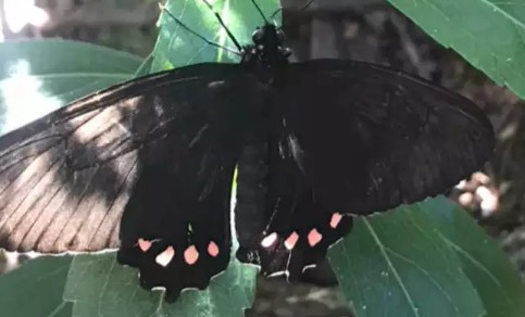 Serra da Canastra abriga espécie de borboleta rara, descoberta por pesquisadores da UFMG