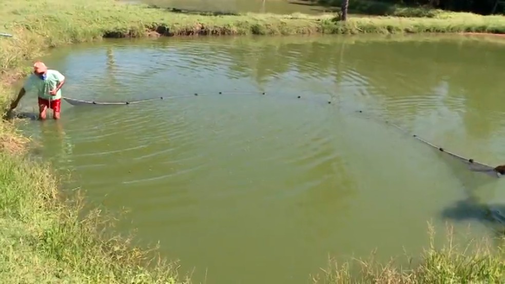 Produção de peixes em Nazária, no Piauí, é feita em tanques de criação — Foto: TV Clube