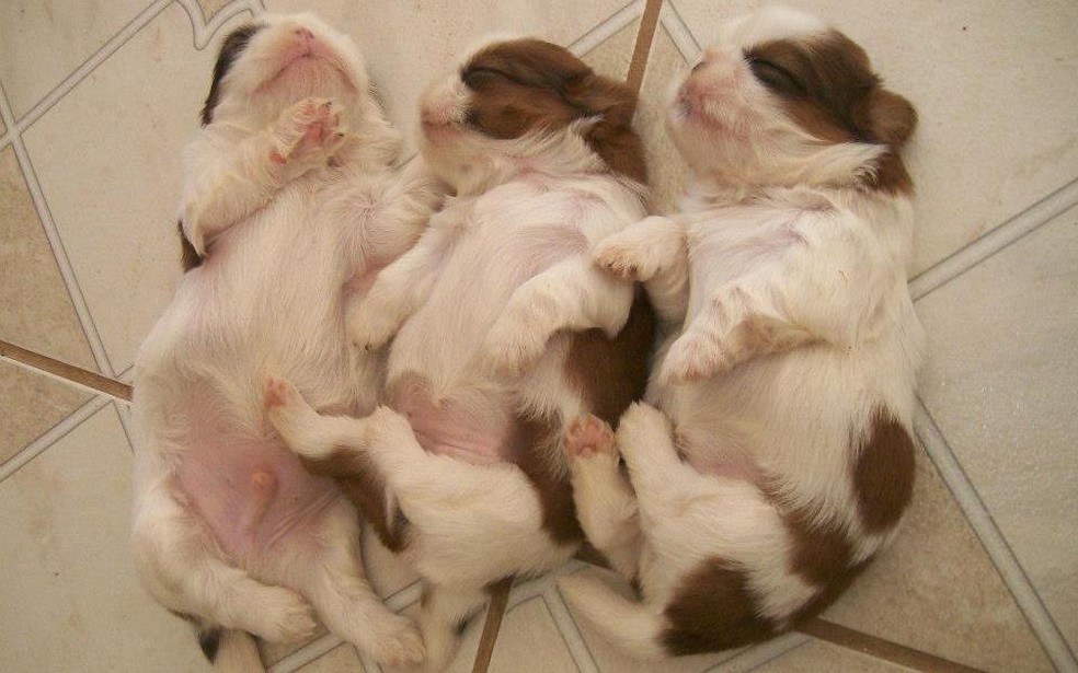 Cachorro Morre 6 Dias Apos Compra E Moradora De Brasilia Consegue Dinheiro De Volta Na Justica Distrito Federal G1