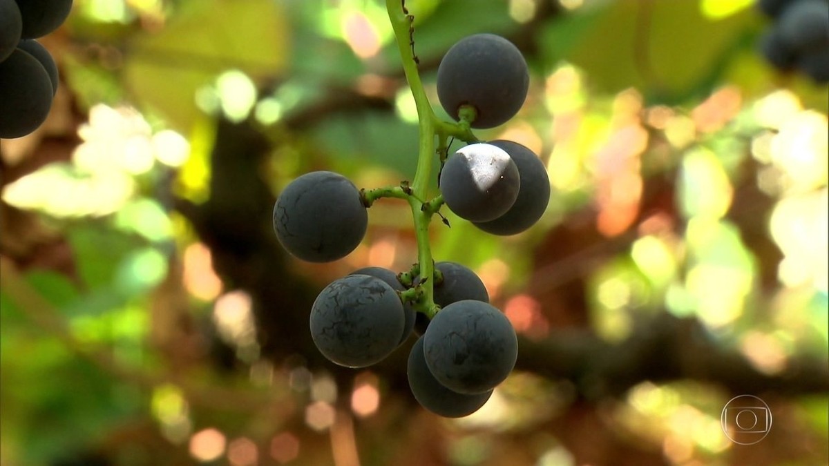 Clima prejudica a produção de uvas do Rio Grande do Sul thumbnail