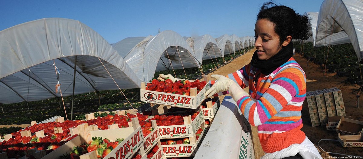 Entiende cómo se secan las fresas en una reserva ecológica en España |  el mundo