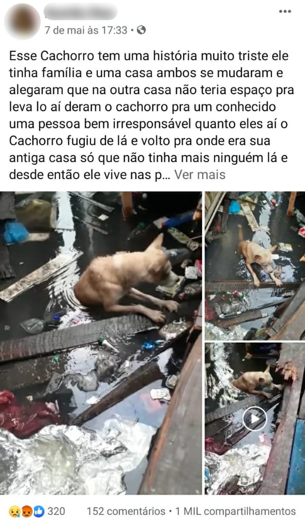Publicação foi feita em um grupo fechado, para tentar um novo lar para o cão. — Foto: Arquivo Pessoal