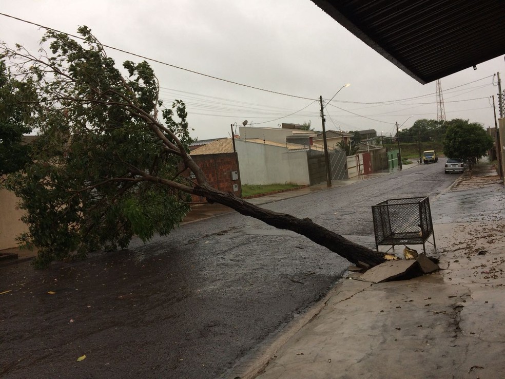 Árvore também caiu em uma das ruas do Jardim São Sebastião (Foto: Valmor Andadre Fouyer/Cedida)