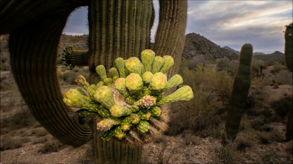 Cacto estava perto do lago Pleasant, no Arizona (Foto: Ron Pelton Jr.)