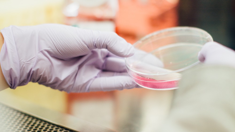 Células em laboratório