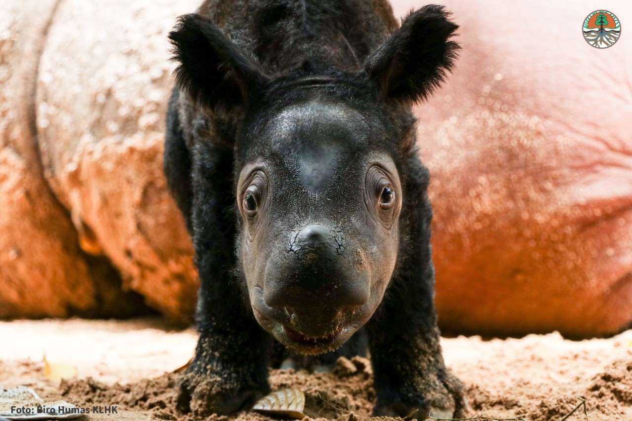 O adorável filhote de  rinoceronte-de-sumatra (Foto: PPID)