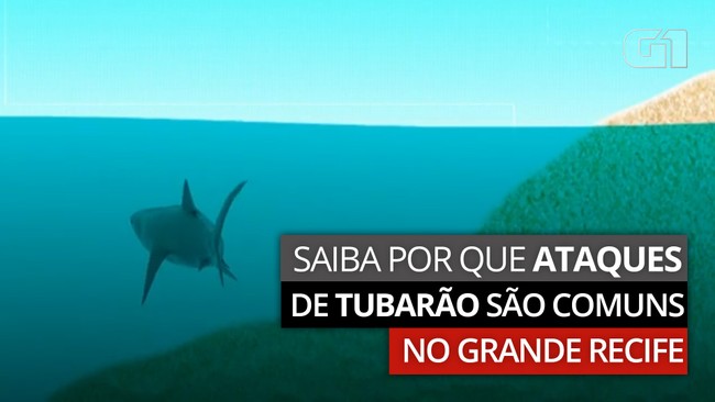 Entenda por que ocorrem tantos ataques de tubarão na praia de Piedade, no Grande Recife