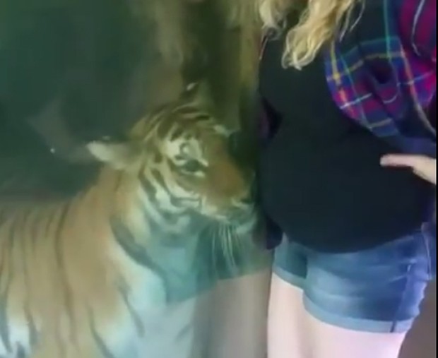 A tigresa parecia encantada com a barriga da visitante (Foto: Reprodução/Youtube)