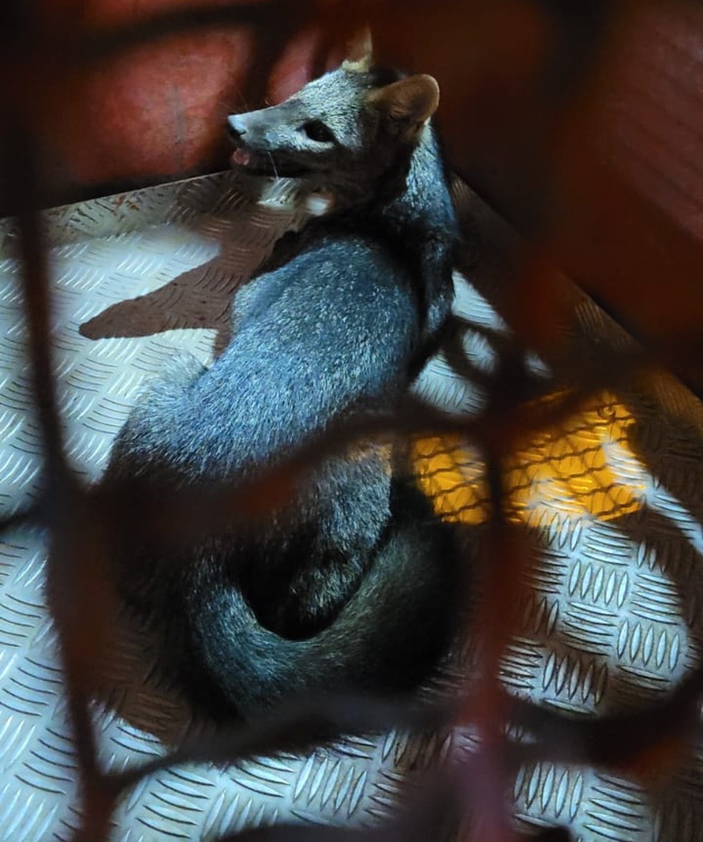 Raposa-do-campo é capturada em Araguari dentro de banheiro de hotel   — Foto: Corpo de Bombeiros/Divulgação
