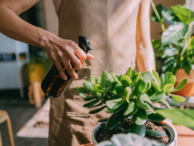 Close up shot of an unrecognizable female florist watering a plant (Horizontal) (Foto: Getty Images/iStockphoto)