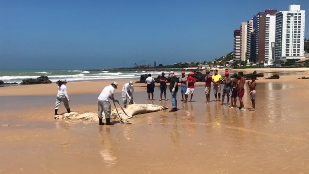 Filhote de baleia jubarte morto foi achado por banhistas em praia de Natal  (Foto: Kleber Teixeira/Inter TV Cabugi )