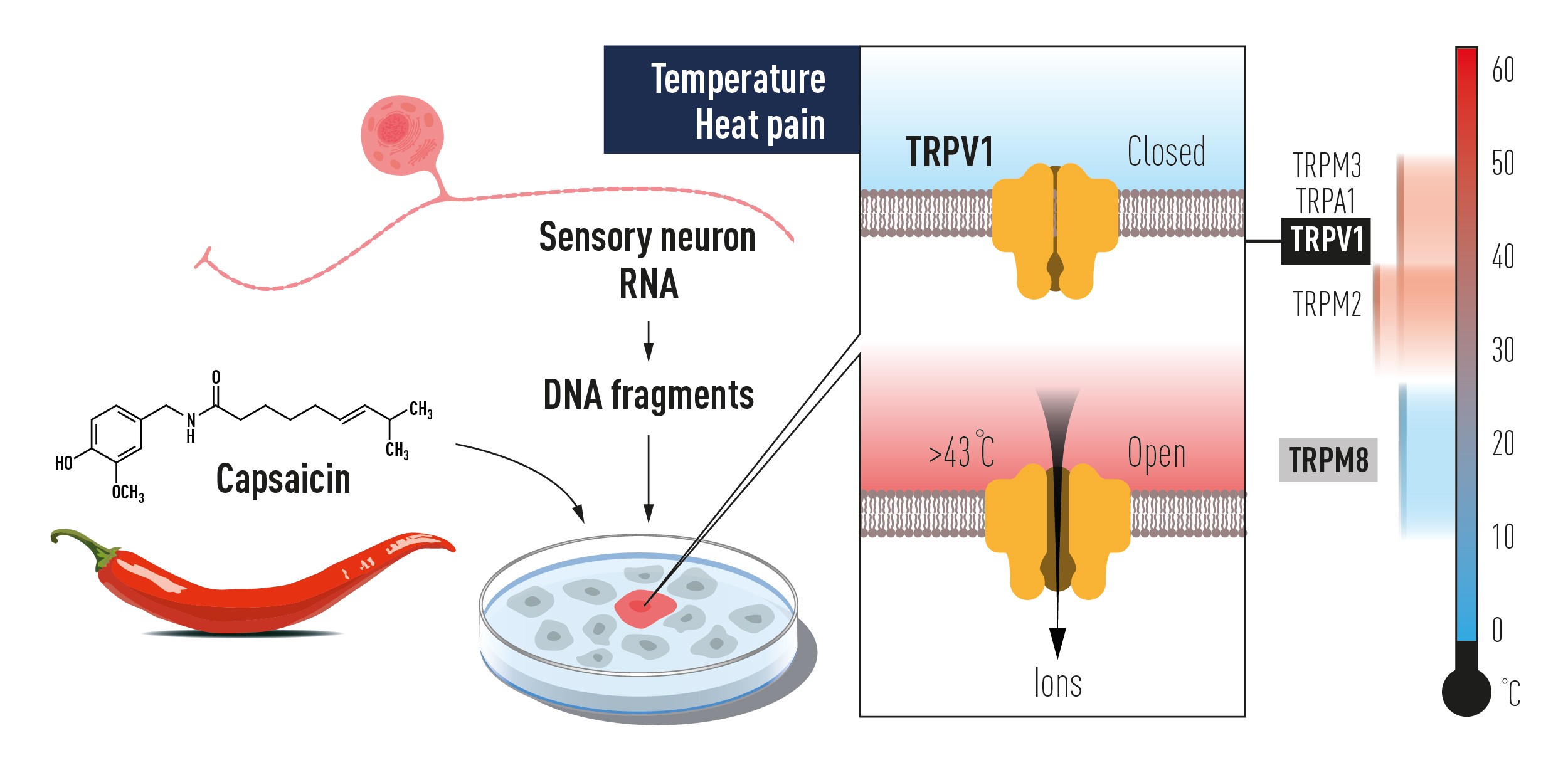 Ilustração mostra como o composto capsaicina da pimenta malagueta foi usado para identificar TRPV1, um canal iônico ativado pelo calor. Em comparação está o TRPM8, um receptor que se mostrou ativado pelo frio (Foto: Nobel Prize/Divulgação)