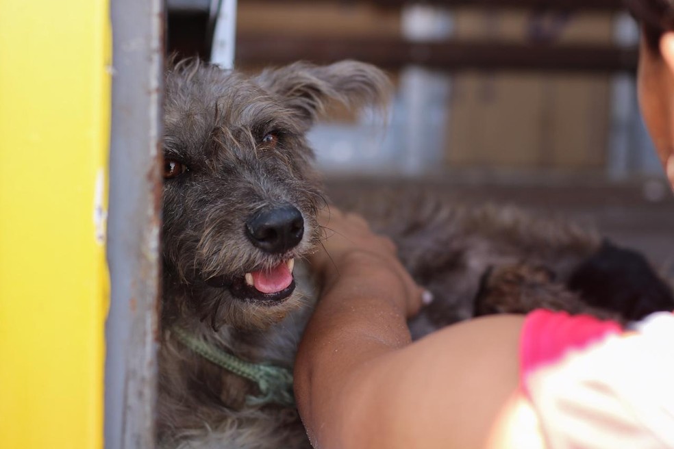 Alguns dos animais resgatados estão disponíveis para adoção. — Foto: Fábio Romão e Matheus Ponce