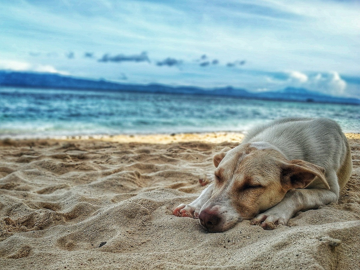 As técnicas de relaxamento geram equilíbrio físico e mental nos pets  (Foto: Pexels/ Ruel Madelo/ CreativeCommons)