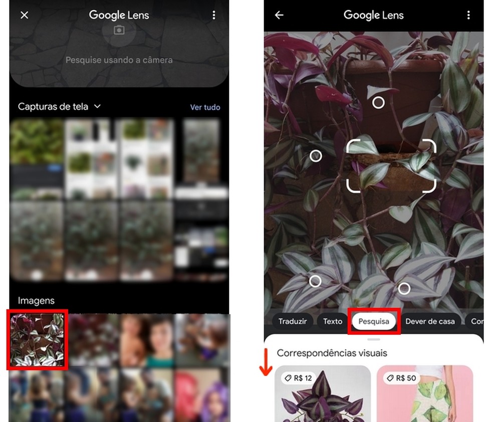 Pesquisa de planta salvas na galeria de fotos do celular — Foto: Reprodução/Raquel Freire