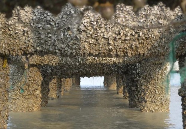 Ostras cresceram espontaneamente em pilares de concreto (Foto: MOHAMMED SHAH NAWAZ CHOWDHURY via BBC)