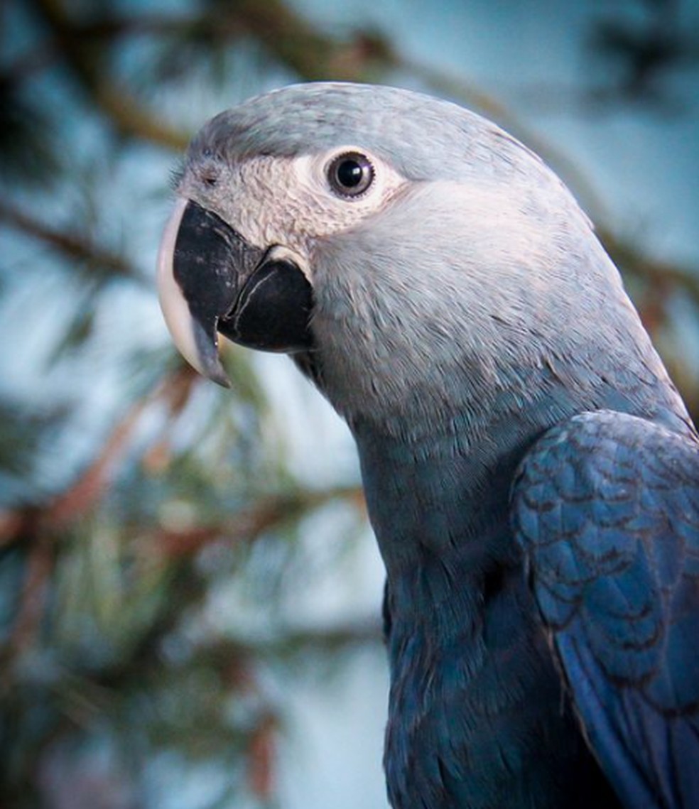 A ararinha-azul é da mesma família dos papagaios e periquitos — Foto: Mongabay/Pinterest