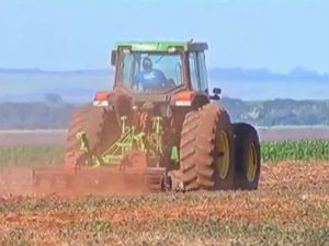 Plantio de trigo em Mato Grosso do Sul (Foto: Reprodução/TV Morena)