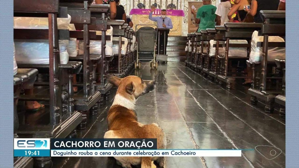 Cachorro entra em igreja e ‘participa da missa’ no ES | Espírito Santo