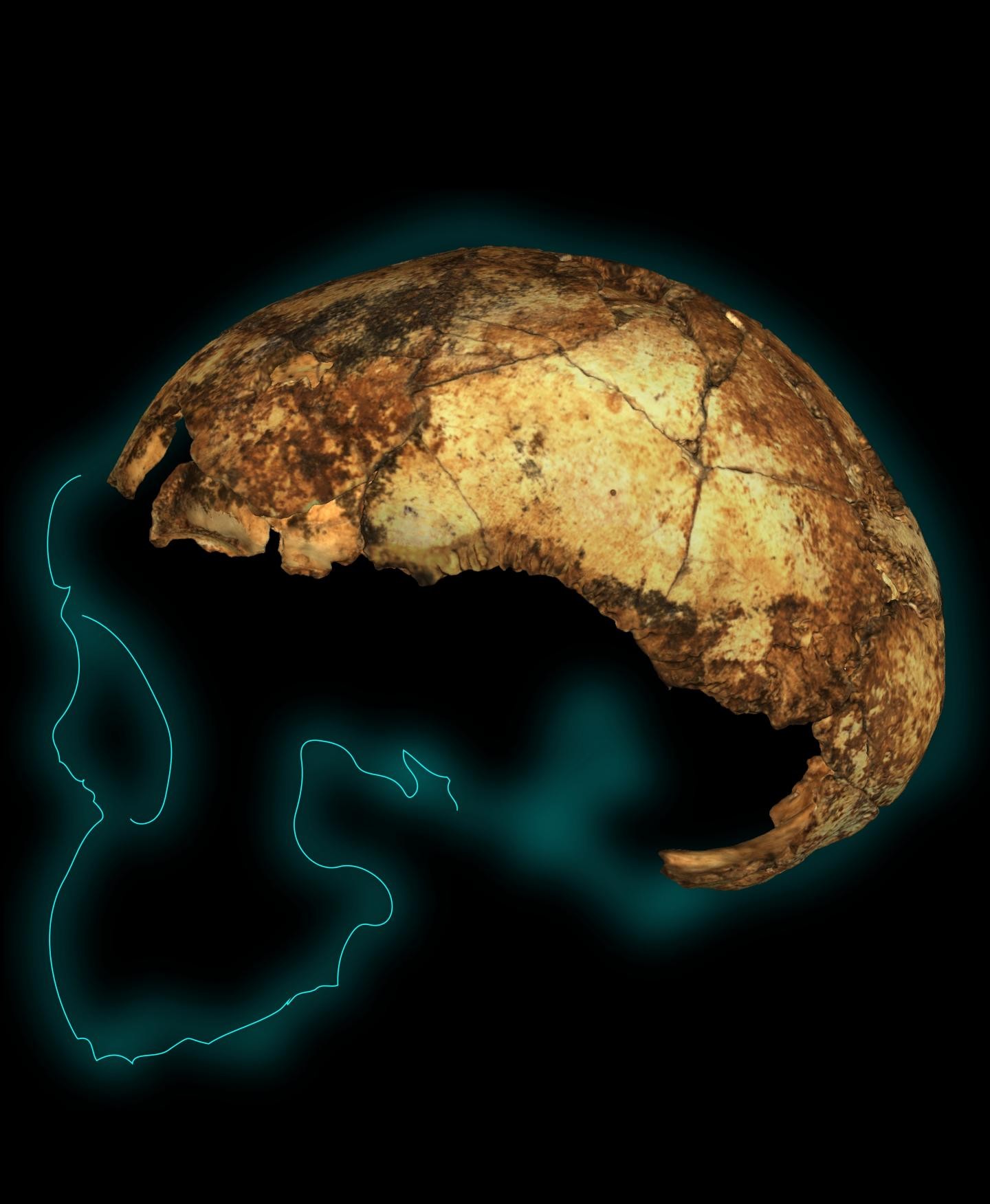 Crânio de Homo erectus encontrado na África do Sul (Foto: Angeline Leece/Divulgação)