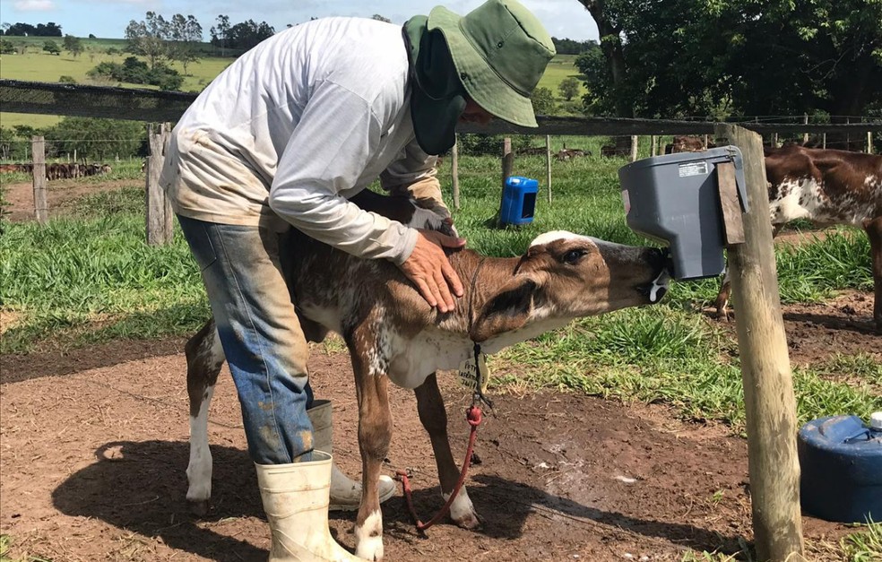 Os projetos de bem-estar de bovinos leiteiros no Brasil se iniciaram com a difusão de conceitos e técnicas de aplicações das boas práticas de manejo nas fazendas. — Foto: Arquivo Pessoal