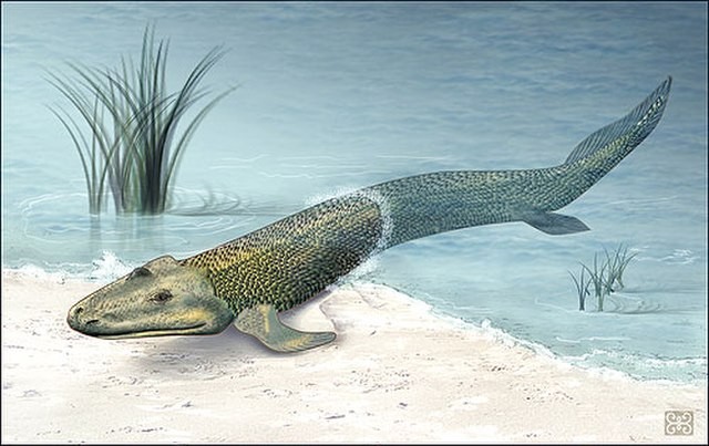 Fóssil revela peixe de quatro patas que 