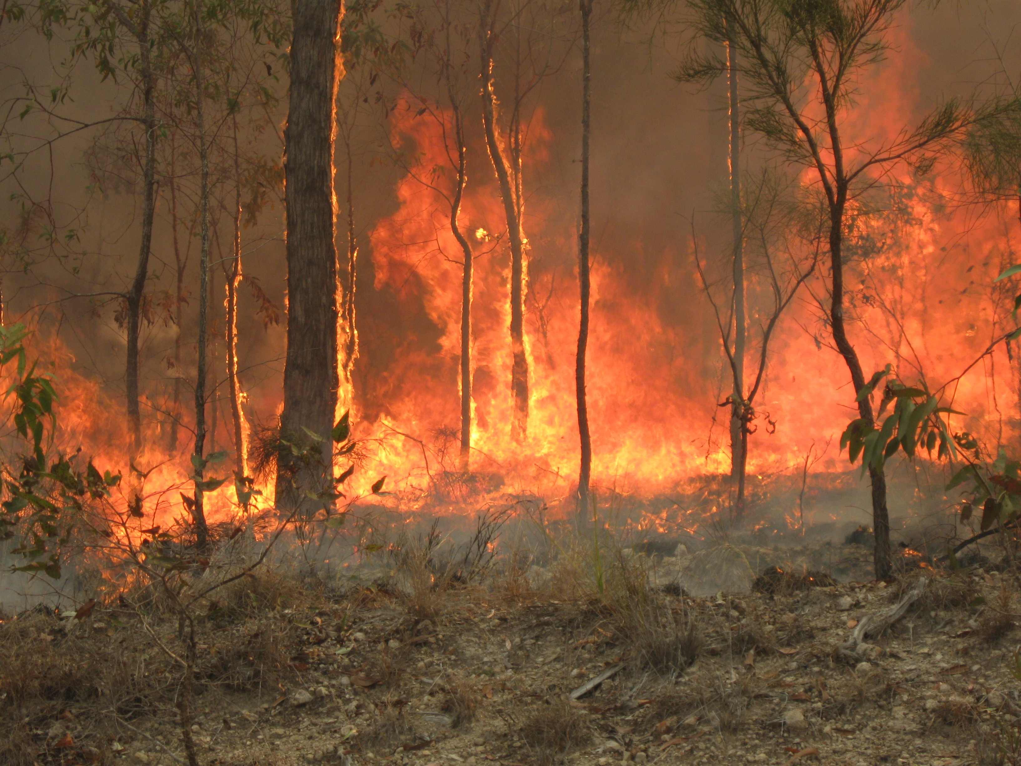 Resultado de imagem para fotos do incendio n australia atualizadas