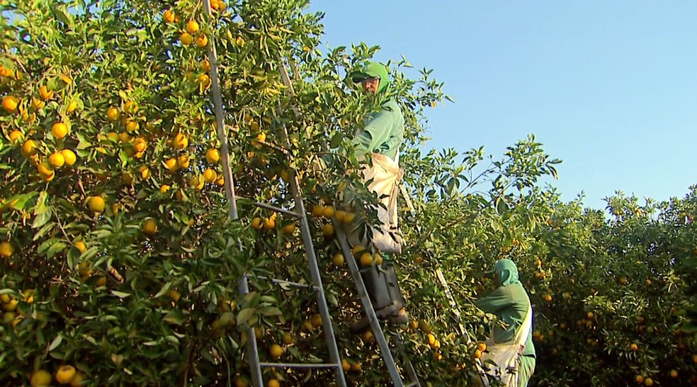 Colhedores de laranja trabalham em Bebedouro, SP — Foto: Reprodução/EPTV