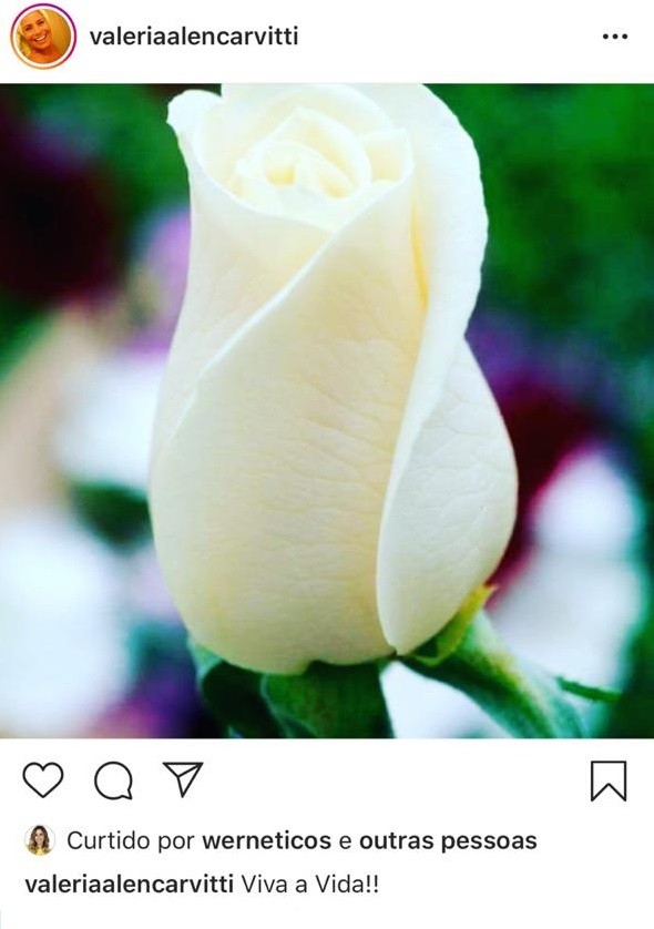 Mãe de Rafael Vitti postou foto de rosa branca após nascimento do neto (Foto: Instagram/ Reprodução)