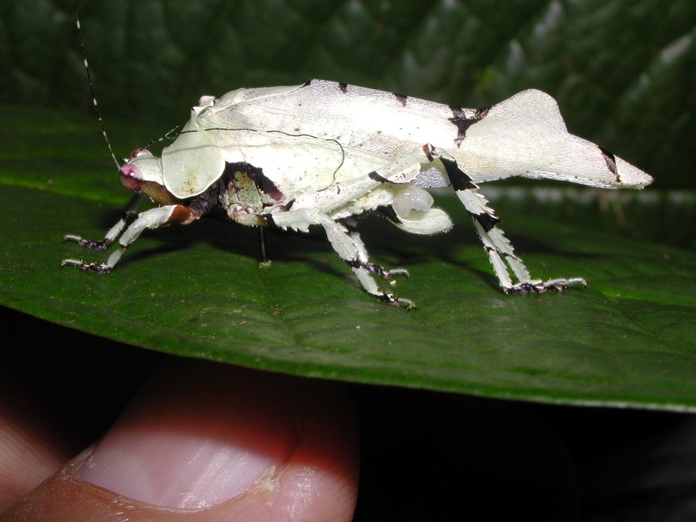 Amostras de insetos coletadas pelos pesquisadores do INPA — Foto: Reprodução/INPA