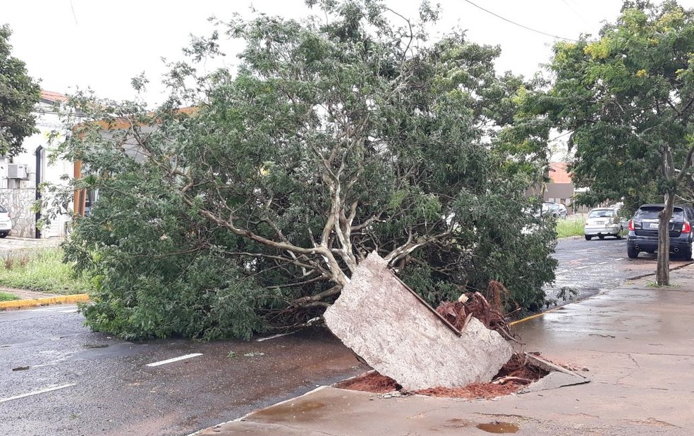 Árvores foram arrancadas com raiz e quebraram as calçadas (Foto: Fernando Oliver)