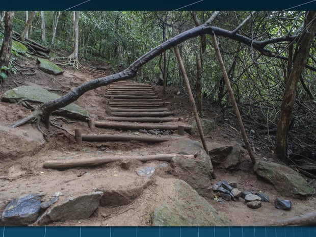 Aves e Árvores: Visita à Pista Claudio Coutinho no Morro da Urca (RJ):  paraíso do Tiê-Sangue e outras aves