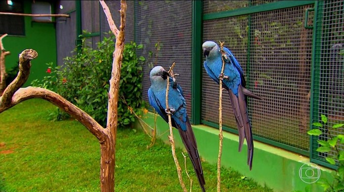 Brasil Vai Receber 50 Ararinhas Azuis Da Alemanha Jornal Nacional G1