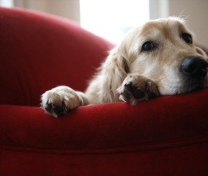 Aprenda a tornar a sua ausência mais tranquila para o seu pet (Foto: Thinkstock) Aprenda a tornar a sua ausência mais tranquila para o seu pet (Foto: Thinkstock)