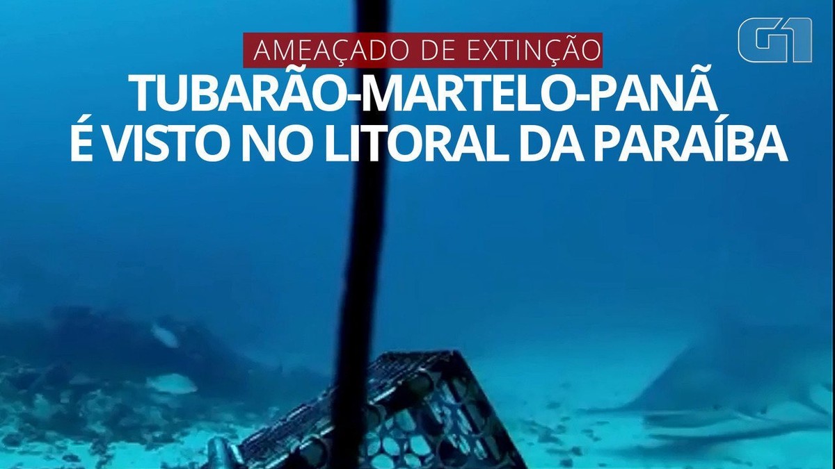 pension arrive Thirty Espécie rara de tubarão-martelo é avistada no litoral da Paraíba; VÍDEO |  Paraíba | G1
