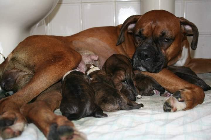 A boxer Sol com os nove filhotes após o parto (Foto: Arquivo Pessoal/ Raquel Boechat )