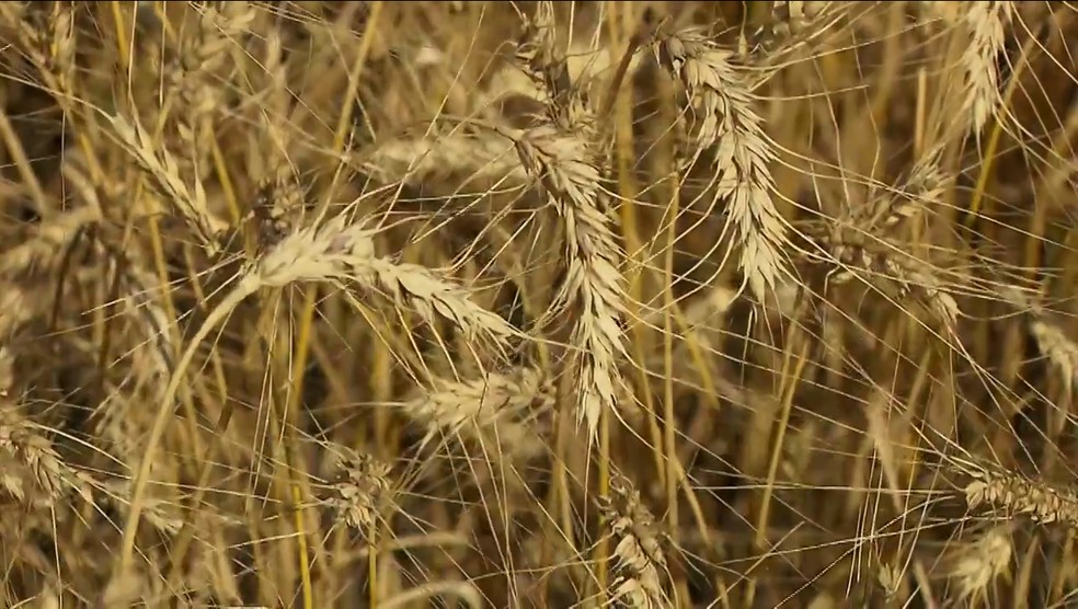 Expectativa da safra de trigo é menor por conta da instabilidade do clima — Foto: Reprodução/RPC