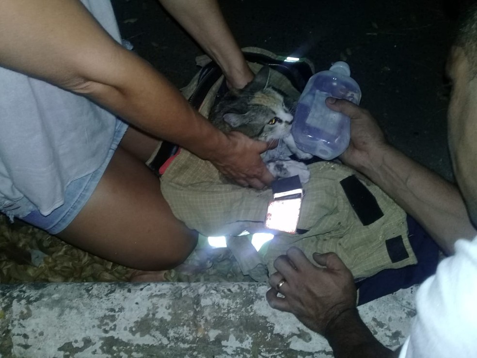 Gato resgatado durante incêndio em apartamento no DF — Foto: Corpo de Bombeiros do DF/Divulgação