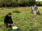 Cientistas pesquisam buraco que teria sido aberto por meteoro em SP