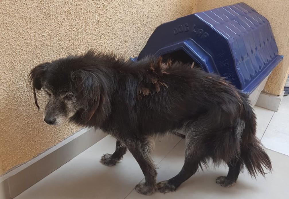 Família reencontra cachorro 10 anos depois do animal ter fugido de casa, em Curitiba — Foto: Arquivo pessoal/Karina Bremm