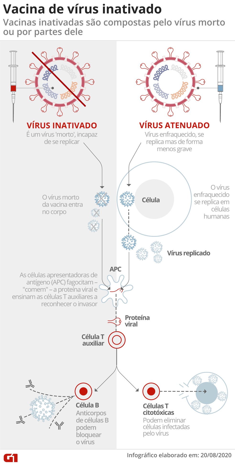 Infográfico mostra como funciona uma vacina de vírus inativado — Foto: Arte G1