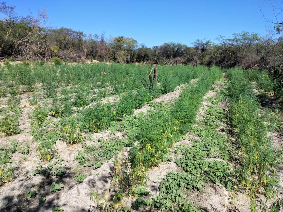 Polícia descobre plantação com 4,5 mil pés de maconha na região oeste da Bahia — Foto: Divulgação / SSP