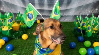 Campanha de adoção de cães se inspira em Copa do Mundo — Foto: Divulgação