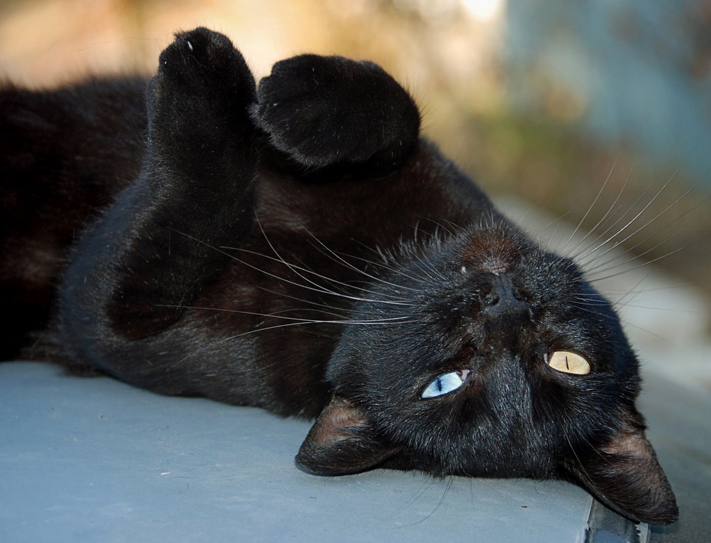 Gato preto (Foto: Flickr/ Chris Yarzab/ Creative Commons)