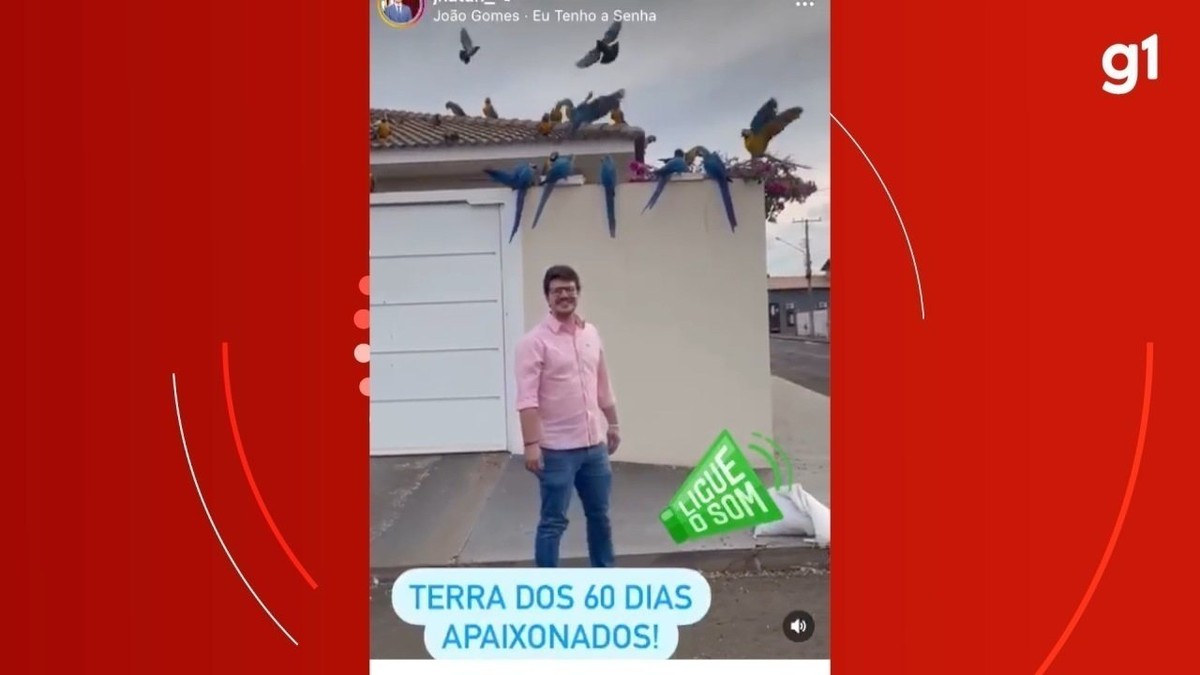 
Casa em cidade da música '60 dias apaixonado' se torna o 'point' das araras: vídeo mostra mais de 25 aves no telhado