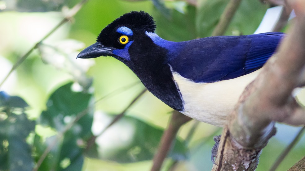 A gralha-picaÃ§a tem cerca de 25 vocalizaÃ§Ãµes diferentes (Foto: Cristofer Martins/VC no TG)
