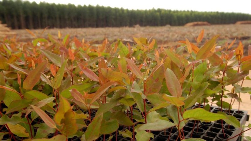 As mudas de eucalipto crescem e atingem a maturidade rápido, o que fazem delas uma opção atraente para os agricultores — Foto: Getty Images via BBC
