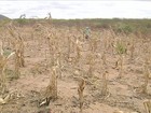 Tempo seco castiga agricultores do CE, que ficam sem água até para beber