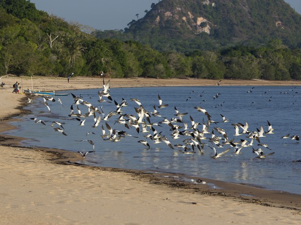 Gaivotas Ponta do Cururu (Foto: Celso Lobo)